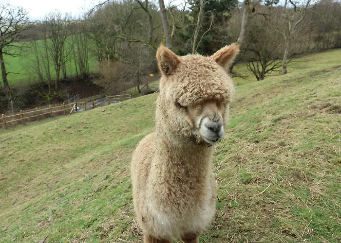 Stunning Barn Conversion With Hot Tub And Alpacas - Ty Cerrig Barn