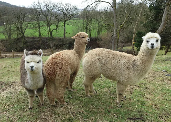Stunning Barn Conversion With Hot Tub And Alpacas - Ty Cerrig Barn