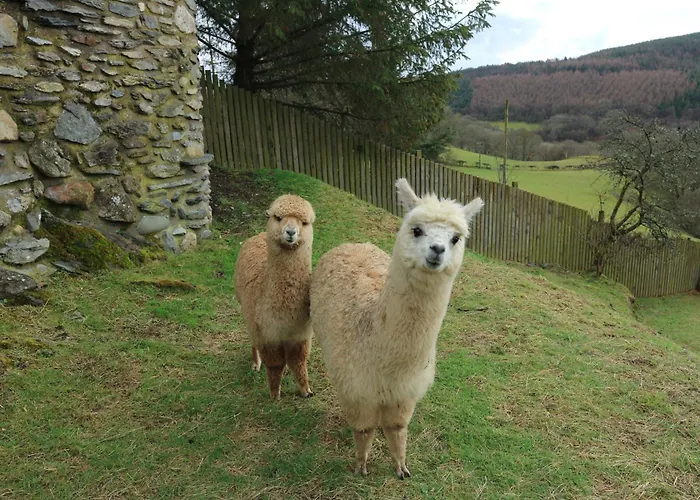 Stunning Barn Conversion With Hot Tub And Alpacas - Ty Cerrig Barn