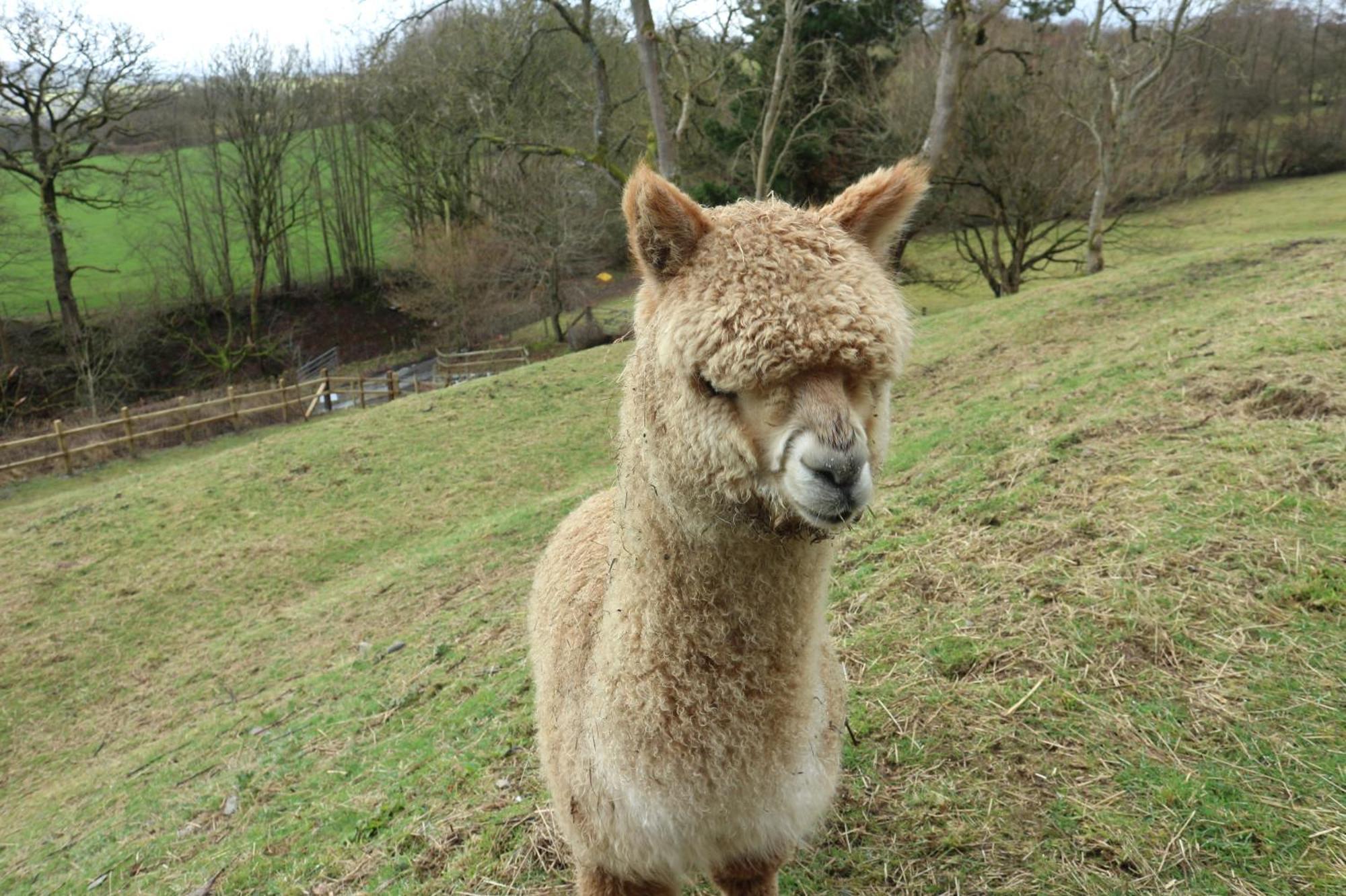 Stunning Barn Conversion With Hot Tub And Alpacas - Ty Cerrig Barn Holiday home Corwen