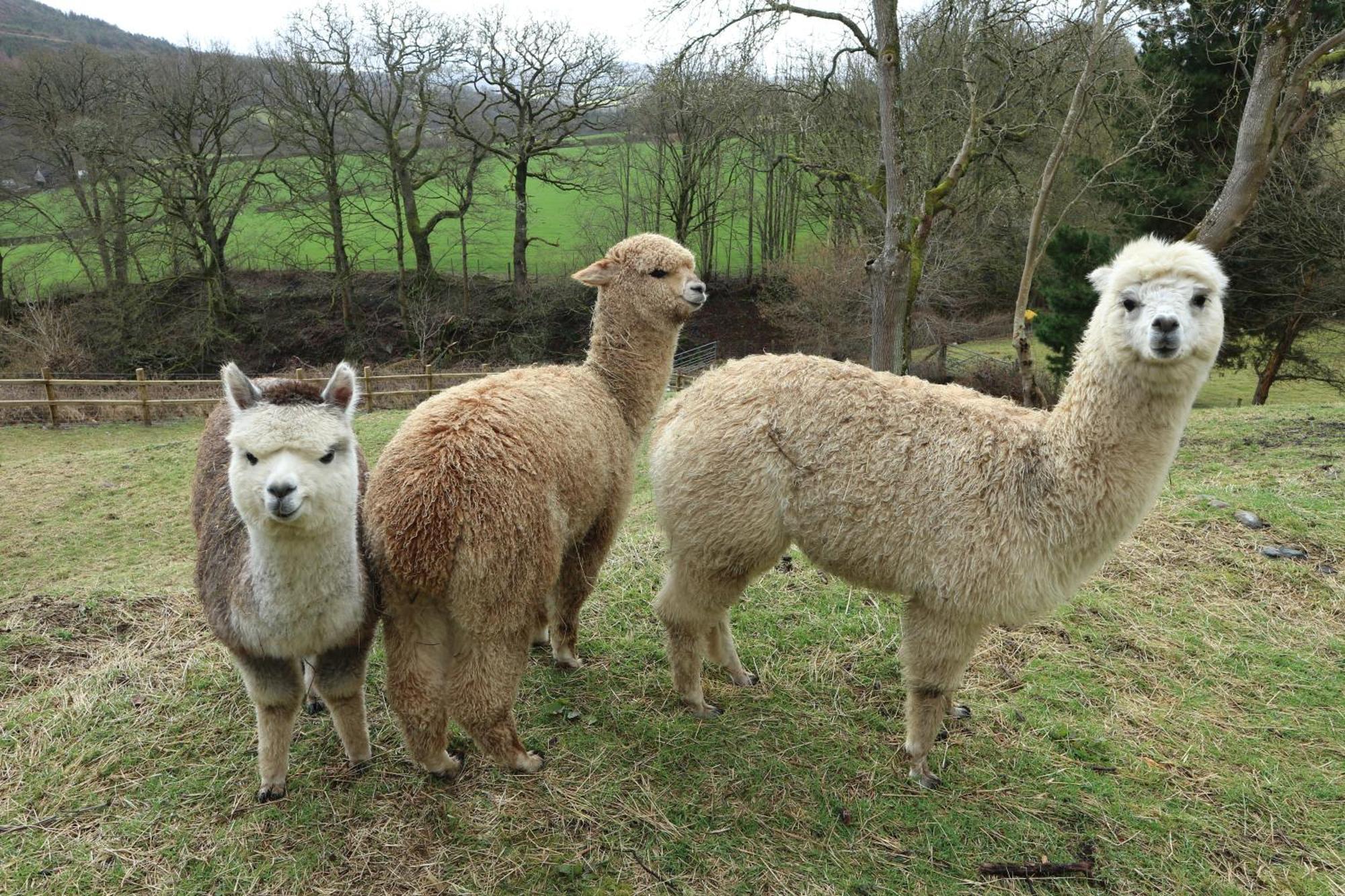 Stunning Barn Conversion With Hot Tub And Alpacas - Ty Cerrig Barn Holiday home *