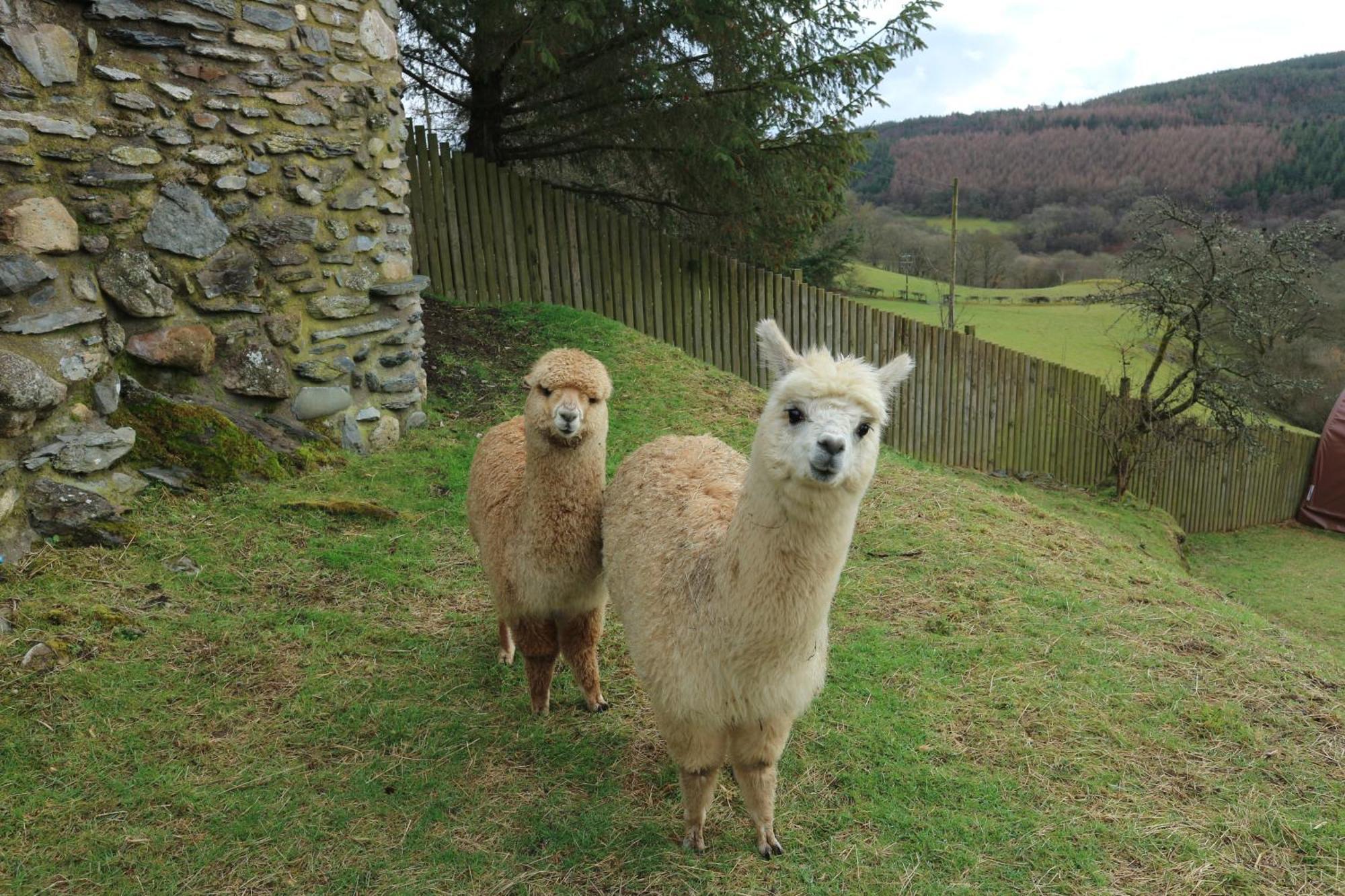 Holiday home Stunning Barn Conversion With Hot Tub And Alpacas - Ty Cerrig Barn *